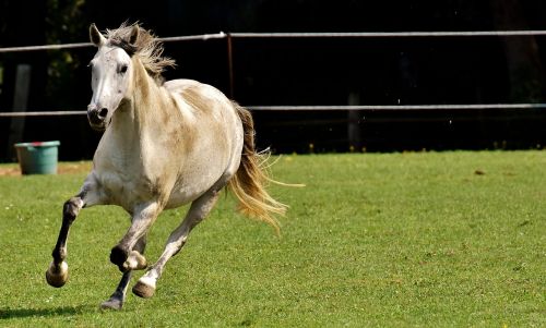 horse mold pony