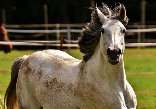 horse mold pony