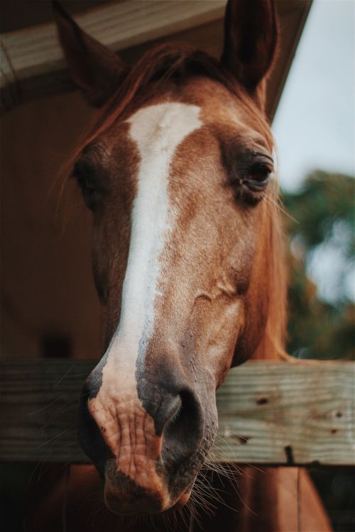 horse animal close up