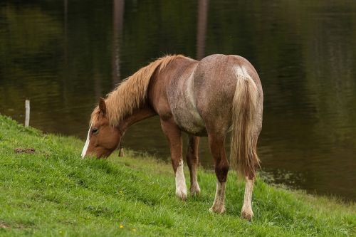 horse animal eating