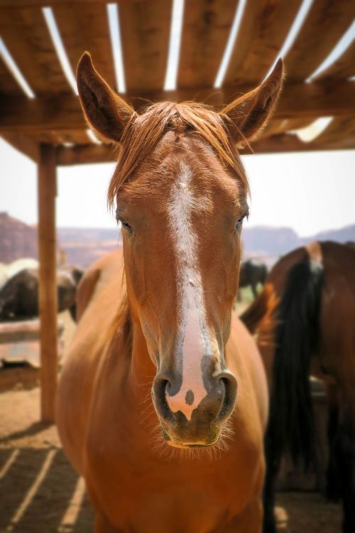 horse animal field