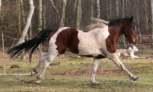 horse horses animals