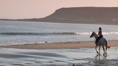 horse beach sand