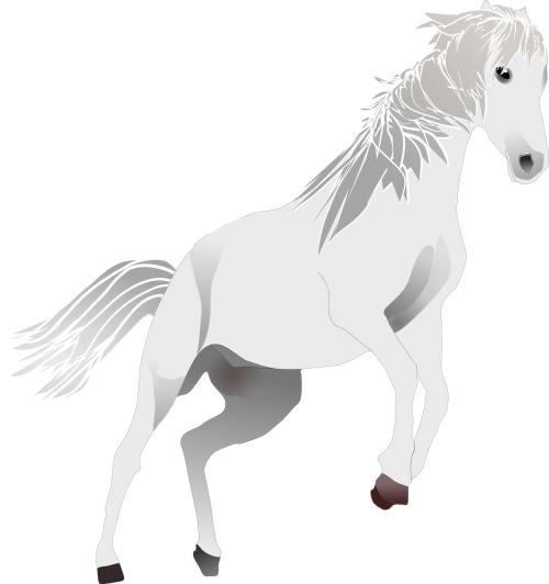 horse pony standard