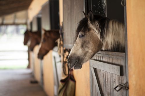 horse barn the horses are