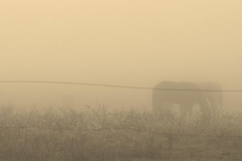 horse fog ghost
