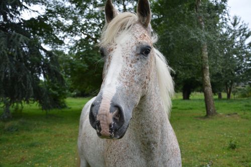 horse head face