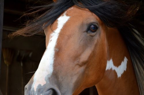 horse pferdeportrait andalusian quater horse