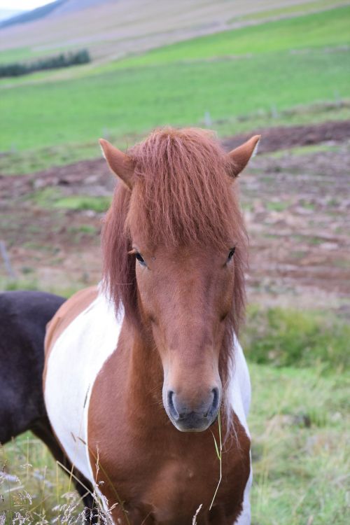 horse head brown