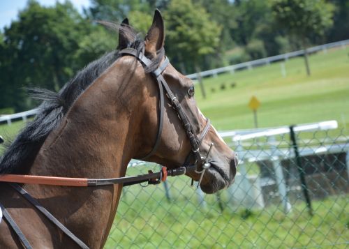 horse horse racing net