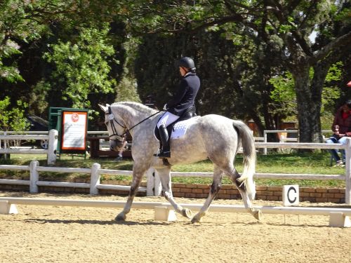horse show extended trot