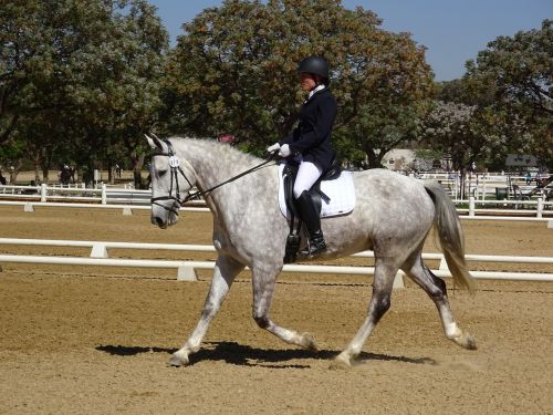horse show grey