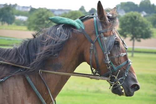 horse horse racing bonnet ears
