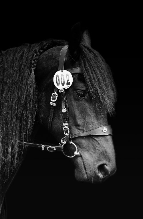 horse black and white white