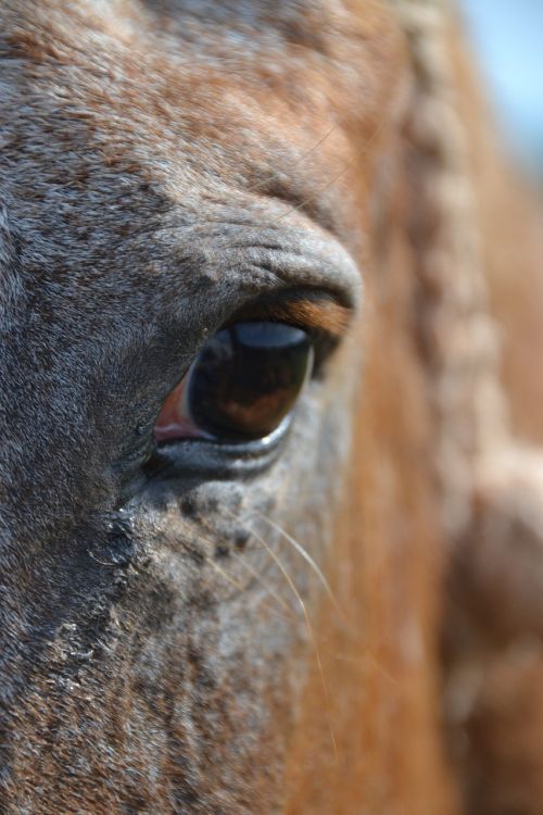 horse œil close up