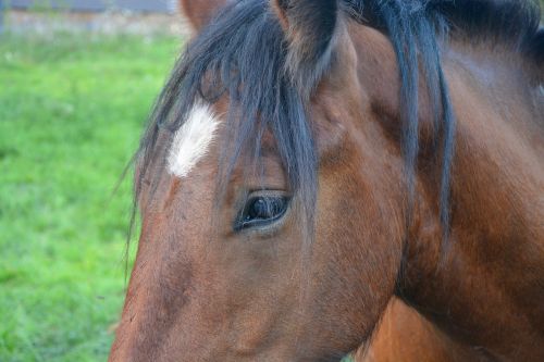 horse horse eye spikes