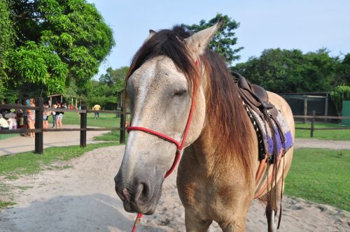 horse mammal mount