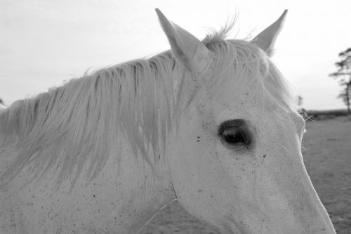 horse white eye