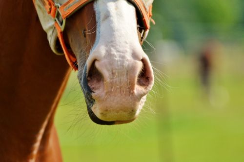 horse horse head nostrils