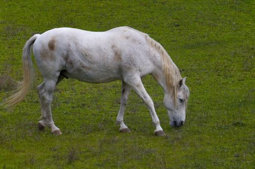 horse grass field