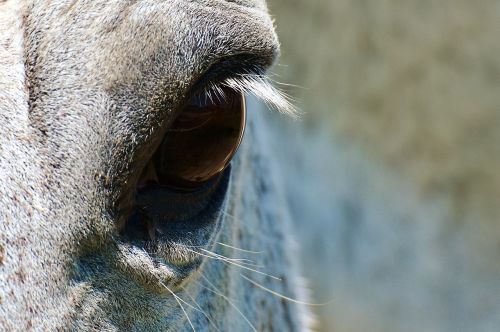 horse mold eye