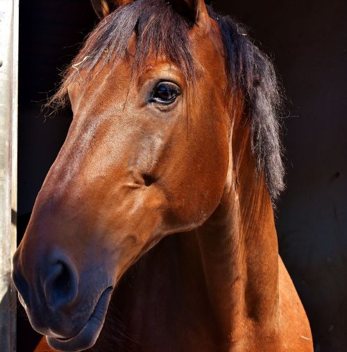 horse brown reiterhof