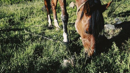 horse green animal