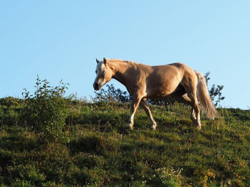 horse animal nature