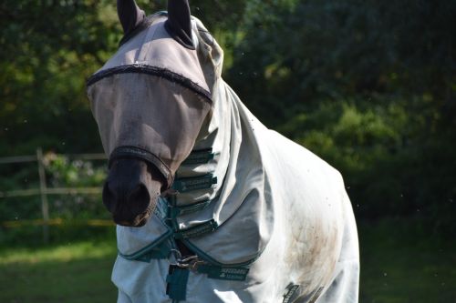 horse paci protective cap