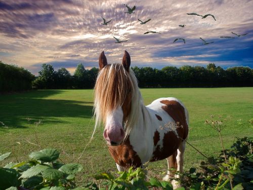 horse sunset animal