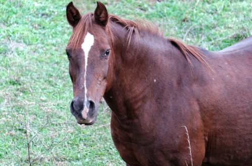 horse animal nature