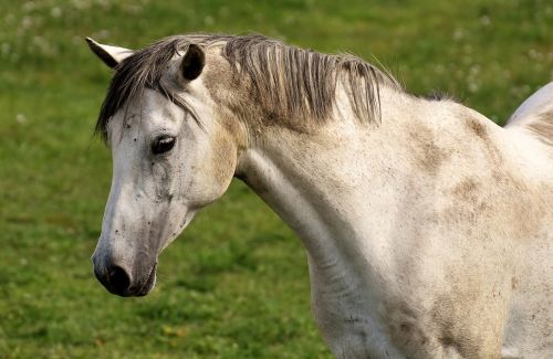 horse mold pasture