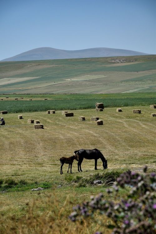 horse landscape farm