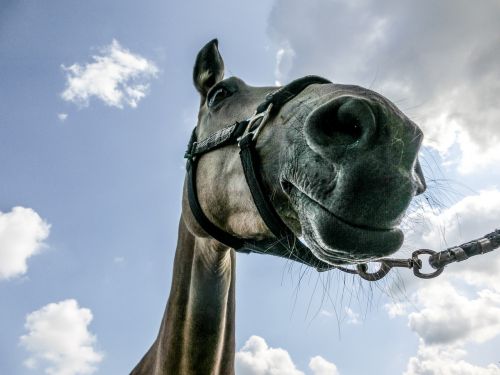 horse equine portrait