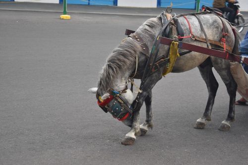 horse animal traditional transportation