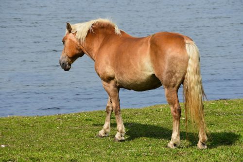 horse pony haflinger