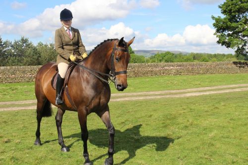 horse otley show