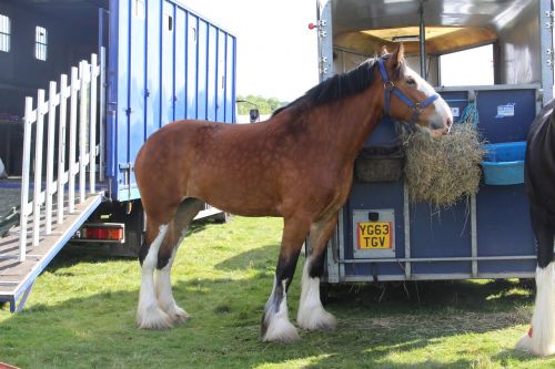 horse otley show