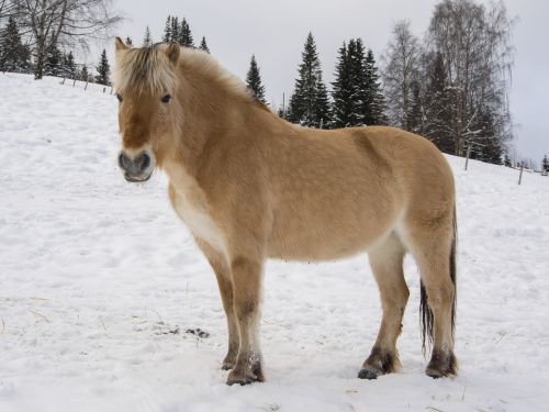 horse norwegian fjord horse