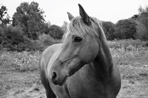 horse mare photo black white