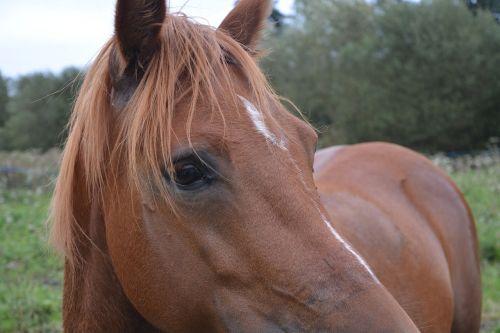 horse œil brown