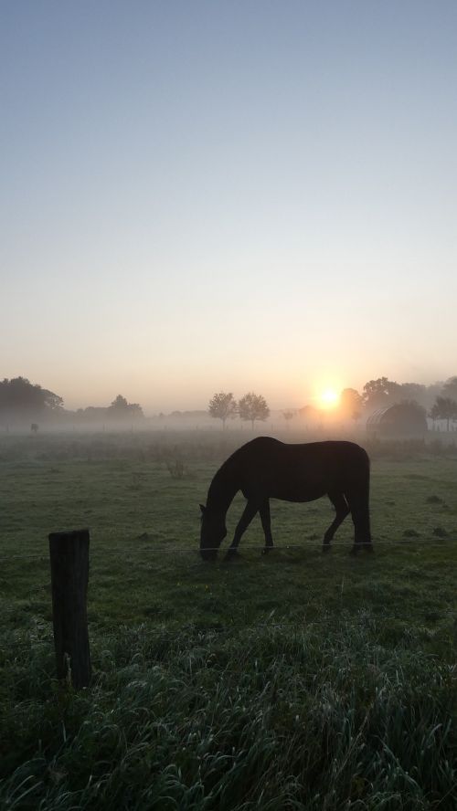 horse meadow fog