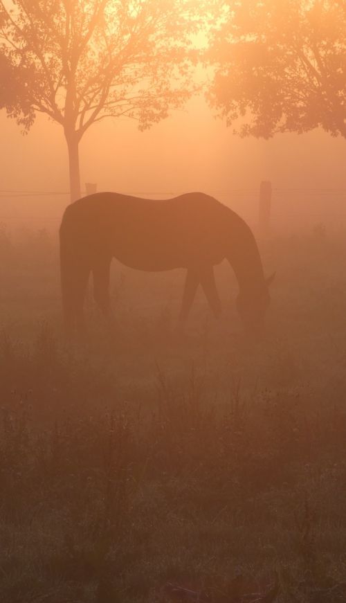 horse morning sun back light