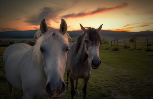horse horses nature