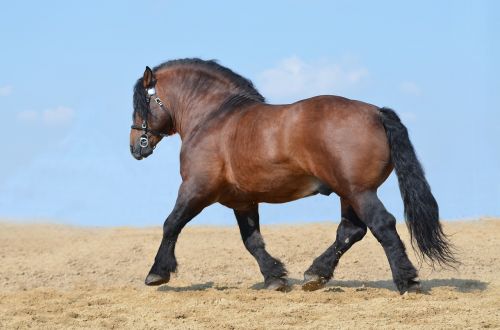 horse equine heavy draft horse
