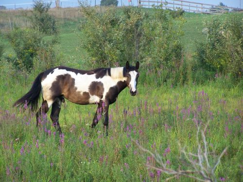 horse field animal