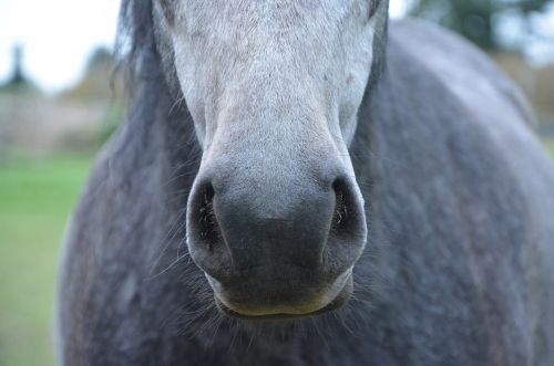 horse nostrils snout