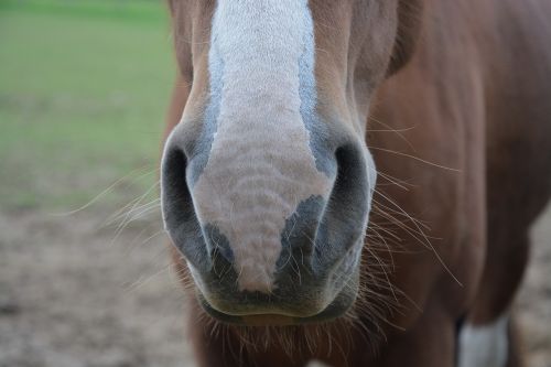 horse nostrils nostrils strong