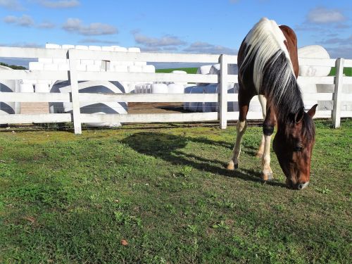 horse pasture farm