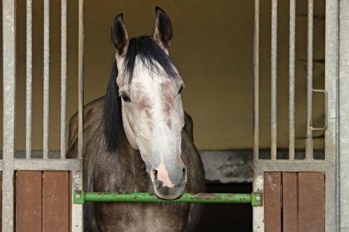 horse horse head horsebox for sale